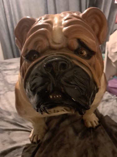 British bull dog life - dog,