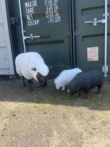 Life size sheep - size, prop