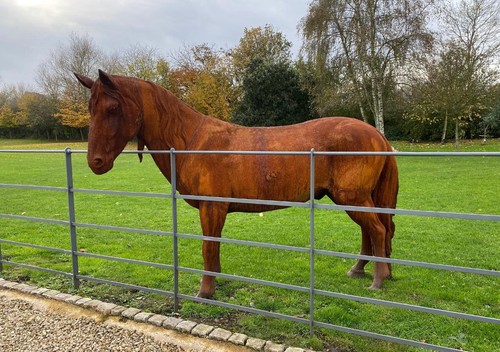 Lifesize cast iron horse - lifesize,