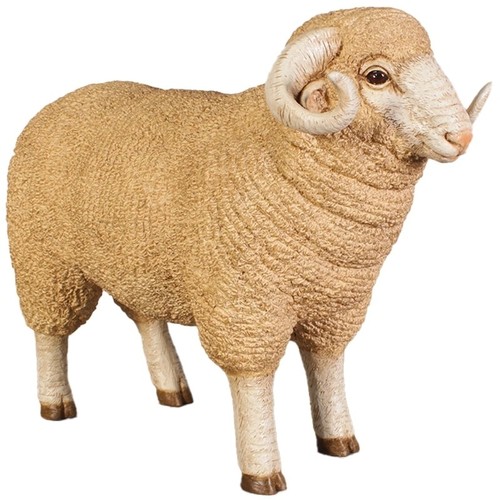 55cm life size merino - life,
