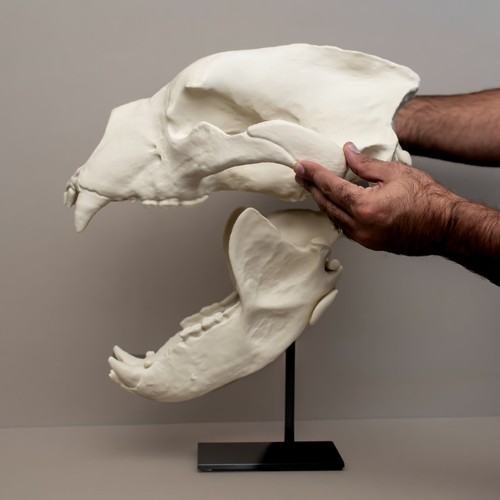 Short faced bear skull - short-faced,