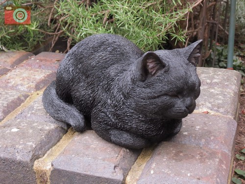 Dreaming black cat vivid - ,